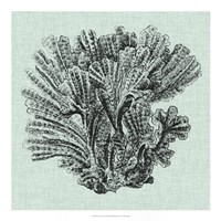 Serene Coral I Fine Art Print