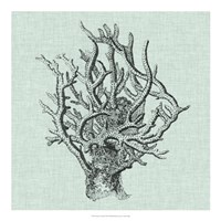 Serene Coral II Fine Art Print