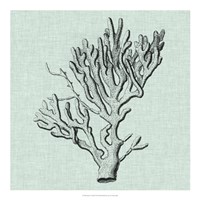 Serene Coral III Fine Art Print