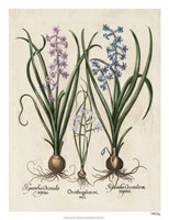 Besler Hyacinth I Fine Art Print