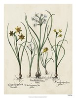 Besler Narcissus II Fine Art Print