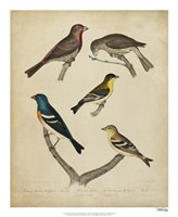 Bonapart Birds I Fine Art Print
