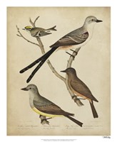 Bonapart Birds II by Charles I. Bonapart - 18" x 22"