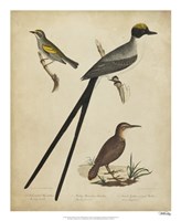 Bonapart Birds III by Charles I. Bonapart - 18" x 22"