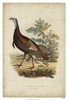 Wild Turkey by Charles I. Bonapart - 26" x 38"