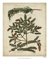 Antique Conifers IV Fine Art Print
