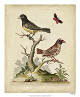 Edwards Bird Pairs I Fine Art Print