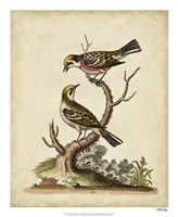 Edwards Bird Pairs II Fine Art Print