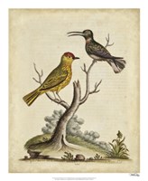 Edwards Bird Pairs IV Fine Art Print