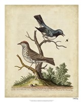 Edwards Bird Pairs V Fine Art Print