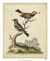 Edwards Bird Pairs VIII Fine Art Print