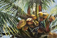 Los Cocos Fine Art Print