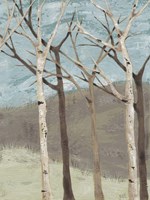 Blue Birches II Fine Art Print