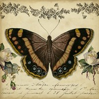 From the Rose Garden II Framed Print