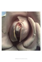 Blushing Rose II Fine Art Print