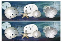 Sand Dollar Pictures