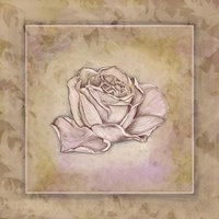 Rose Square III Fine Art Print