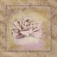 Rose Square II Fine Art Print