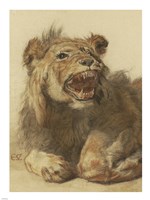 A Lion Snarling Fine Art Print