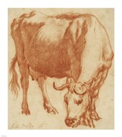 A Cow Grazing Fine Art Print