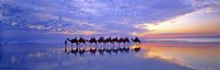 Cable Beach Camels Fine Art Print