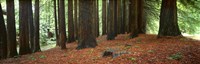Redwoods 2 by Wayne Bradbury Photography - various sizes