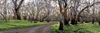 Redgum Forest Fine Art Print