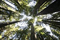 Redwoods Fine Art Print