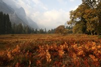 Meadow Fine Art Print