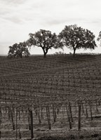 Paso Robles Toned Fine Art Print