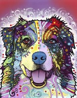 Australian Shepherd Fine Art Print