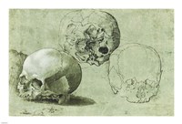Study of Three Skulls Fine Art Print