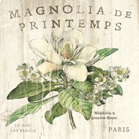 Magnolia de Printemps Fine Art Print