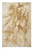 Anatomical Studies Fine Art Print