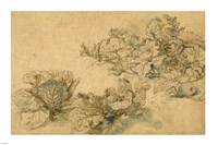 Studies of a Marrow Plant and Cabbages Fine Art Print