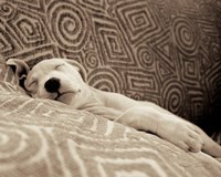 Dog Tired Fine Art Print