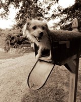 You've Got Mail Fine Art Print