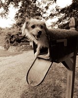 You've Got Mail by Jim Dratfield - various sizes