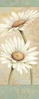 Beautiful Daisies II Fine Art Print