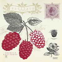 Raspberry Notes Fine Art Print