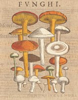 Funghi Velenosi II Fine Art Print