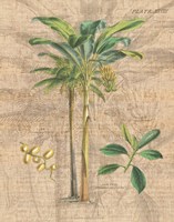 Palm Study I Fine Art Print