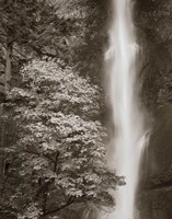 Multnomah Falls Fine Art Print