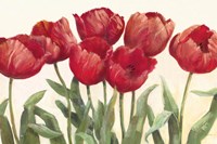 Ruby Tulips by Carol Rowan - various sizes