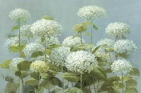 White Hydrangea Garden Fine Art Print