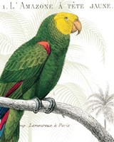 Parrot Botanique I Fine Art Print