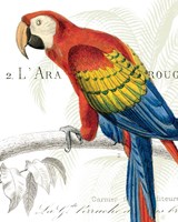Parrot Botanique II Fine Art Print