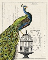 Peacock Birdcage I Fine Art Print