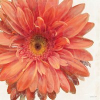 Vivid Daisy Fine Art Print