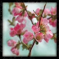 Quince Blossoms II Fine Art Print